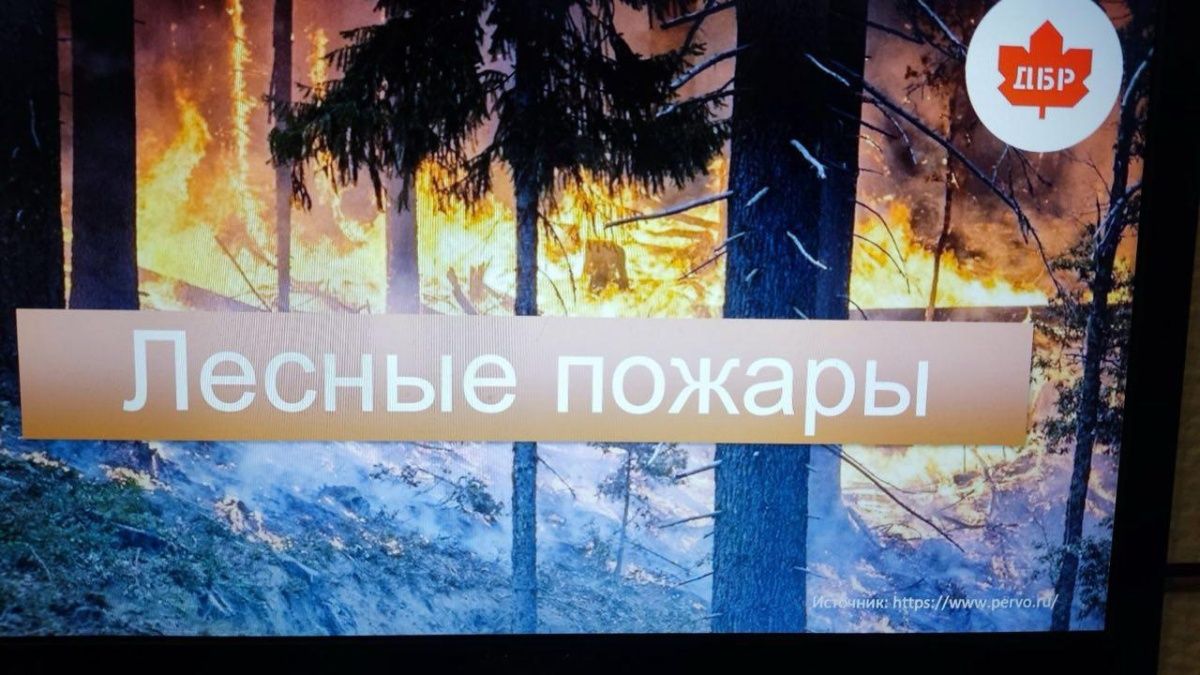 Урок безопасности в лесу